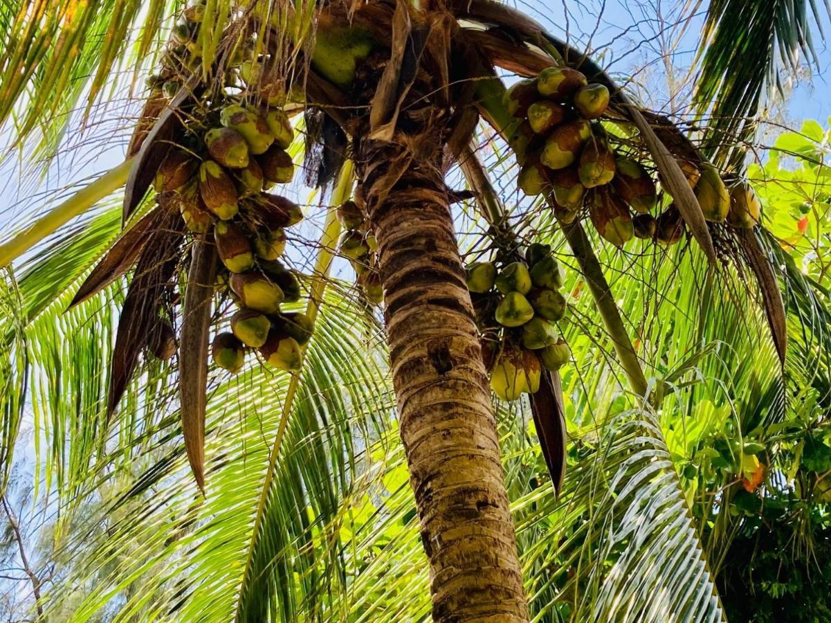 Kaure Sand Beach Lodge اوروا المظهر الخارجي الصورة